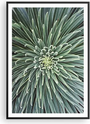Produktbild von Gerahmtes Poster - Schwarzer Rahmen - Agave Grün Pflanze - 70x100 cm - Wand Bild - Wanddeko - Wandbilder - Kunstposter - Wandposter - Bilderrahmen - Bilder - Kunstdruck - P2BPA70x100-4905