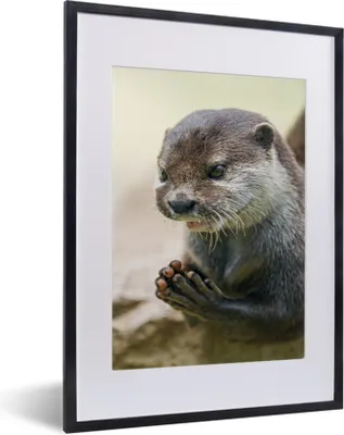 Produktbild von MuchoWow® MuchoWow® Gerahmtes Poster Ein Otter mit zusammengelegten Beinen 30x40 cm - Poster mit zchwarzem Bilderrahmen - Wandposter Schlafzimmer