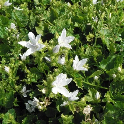Produktbild von 6 x Hängepolster Glockenblume - Campanula poscharskyana 'E.H. Frost' | Topf 9x9 cm