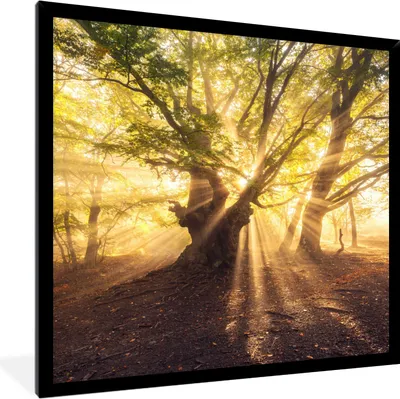 Produktbild von MuchoWow® Gerahmtes Poster Baum - Wald - Sonne 40x40 cm - Poster mit Schwarzem Bilderrahmen Wandposter Rahmen Foto Bilder - Mit Rahmen - Wanddekoration Schlafzimmer