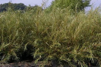 Produktbild von Rosmarinweide - Lavendelweide - Salix rosmarinifolia 60-100cm