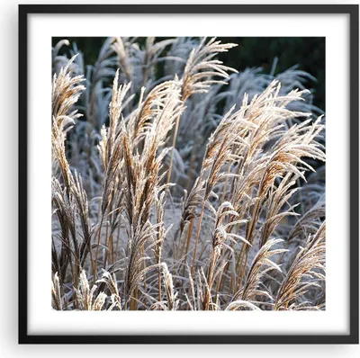Produktbild von Gerahmtes Poster - Schwarzer Rahmen - Stock Ähren Boho - 50x50 cm - Wand Bild - Wanddeko - Wandbilder - Kunstposter - Wandposter - Bilderrahmen - Bilder - Kunstdruck - Wanddekoration - P2BAC50x50-4523