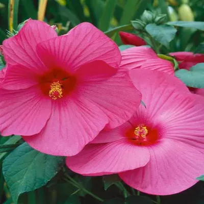 Produktbild von Blütenstaude Zierpflanze für den Garten blühend Sumpfhibiskus Luna Rose 1 St.