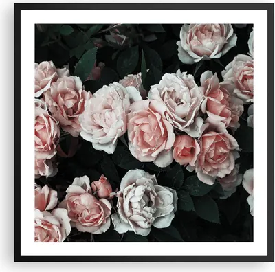 Produktbild von Gerahmtes Poster - Schwarzer Rahmen - Rosen Blumen Blätter - 60x60 cm - Wand Bild - Wanddeko - Wandbilder - Kunstposter - Wandposter - Bilderrahmen - Bilder - Kunstdruck - P2BAC60x60-4760