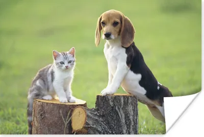 Produktbild von MuchoWow® Poster Katze - Hund - Baum 90x60 cm - Schlafzimmer