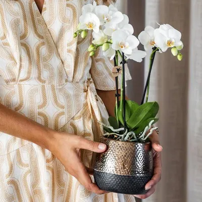 Image de Cache-pot en céramique Elite cuivre Ø 9 cm, pot de fleurs, pot de plantation, plante d'intérieur, décoration d'intérieur