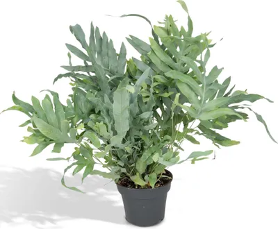 Produktbild von Phlebodium Aureum Blue Star Ø17Cm - ↕50Cm