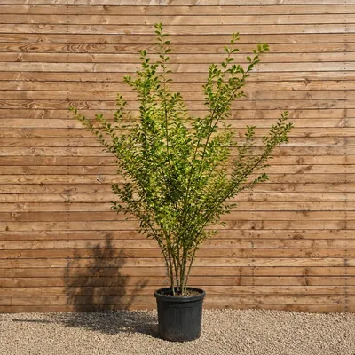 Produktbild von Kupfer-Felsenbirne 300-350 cm - Amelanchier lamarckii mehrstämmig