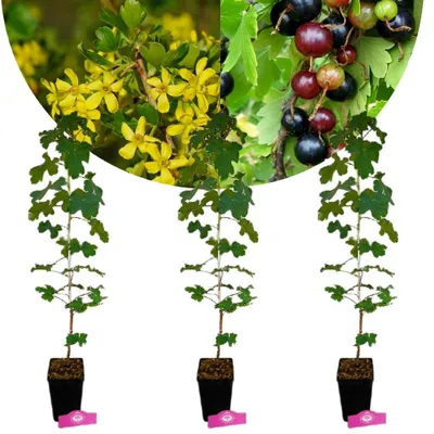 Obrázok produktu pre Sada 3 žltých rebier (Ribes aureum) - výška 70 cm - 1,5 l kvetináč