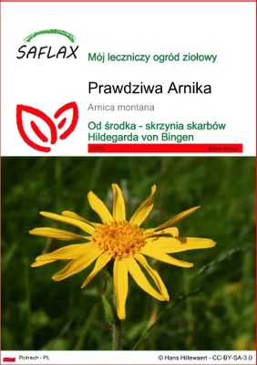 Zdjęcie produktu dla SAFLAX - Prawdziwa Arnika - 40 Nasiona - Arnica montana