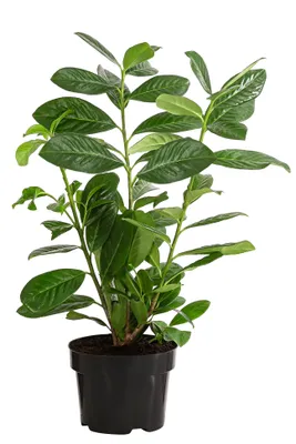 Produktbild von Dehner Kirschlorbeer, für 1 Meter Hecke, ca. 40-50 cm, 5 x 2 l Topf, Heckenpflanze