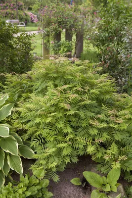 Produktbild von Fiederspiere Sem 60-100 cm, im Topf - Sorbaria sorbifolia