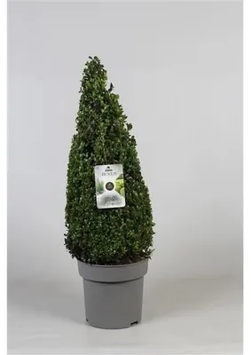 Image de 1 pièce Pyramide en buis - cône 90 cm Buxus sempervirens