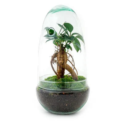 Produktbild von Urbanjngl Flaschengarten Egg Bonsai - 25 cm