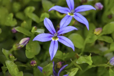 Produktbild von Pratia pedunculata, Blaukissen, ca. 9x9 cm Topf, bodendeckend