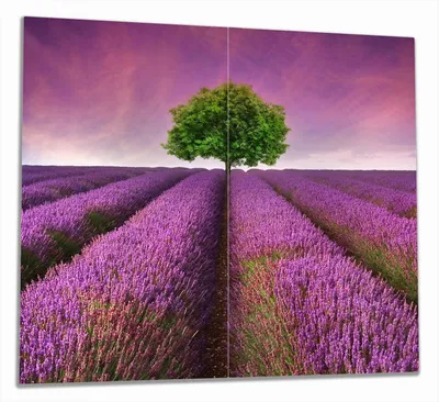 Produktbild von Wallario Herdabdeckplatte aus Glas, Größe 60 x 52 cm 2-teilig, Motiv Lila Blumenfeld