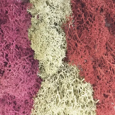 Produktbild von Green Stuff World - Islandmoos - Mix 4 - Rot, Fuchsia & Grau