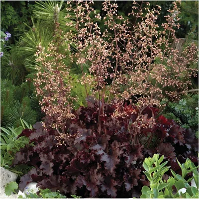 Produktbild von Stauden Gänge 10 x Heuchera americana 'Melting Fire' - Rotblättriges Purpurglöckchen - Ein Farbfeuerwerk aus tiefem Rot und Purpur
