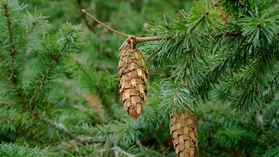 Produktbild von 100 Samen Douglasie (Pseudotsuga menziesii) – Schnellwachsender Nadelbaum – Robuste Forst- & Gartenpflanze