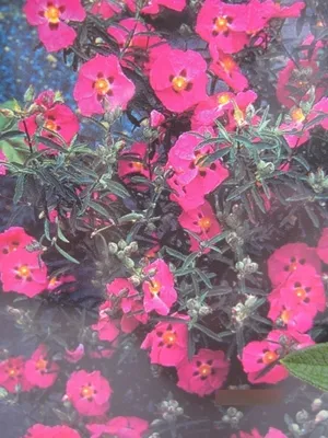 Produktbild von Cistus purpureus Betty Taudevin - Zistrose Betty Taudevin 25-30cm
