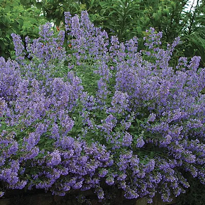 Image de 6 x cataire  - Nepeta faassenii « Walker's Low »  | Pot 9 cm x 9 cm