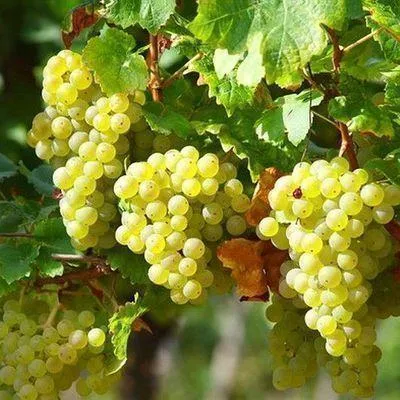 Obrázok produktu pre Vitis vinifera (biela odroda) – biela viničová réva | 50-60 cm (vo výsadbovom kontajneri)