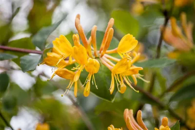Produktbild von Lonicera tellmanniana, Geißblatt, orange-gelb, 40–60 cm