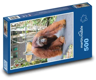 Obrázok produktu pre Puzzle 500 Orangután v divočine - martinpuzzle