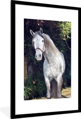 Produktbild von MuchoWow® MuchoWow® Gerahmtes Poster Pferd - Halfter - Natur 60x90 cm - Poster mit zchwarzem Bilderrahmen - Dekoration - Wandposter Wohnzimmer - Hochwertig