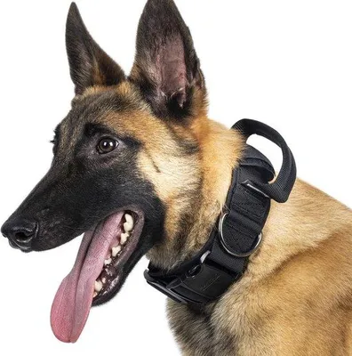 Produktbild von Famanu Hundehalsband mit Metallverschluss - Robustes und langlebiges Design