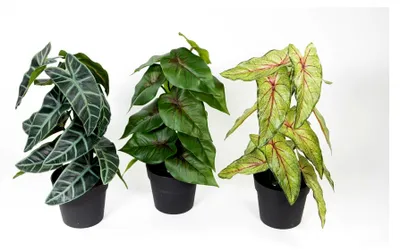 Produktbild von 3er Pflanzen-Set 30cm im Topf mit Caladium, Syngonium und Alocasia