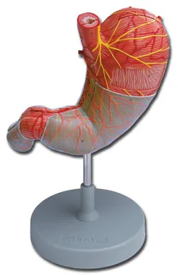 Magenmodell, anatomisch, 1 Stück, für Ärzte & Unterricht