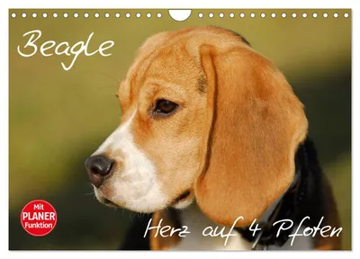 Produktbild von Beagle - Herz auf 4 Pfoten (Wandkalender 2027 DIN A4 quer), CALVENDO Monatskalender