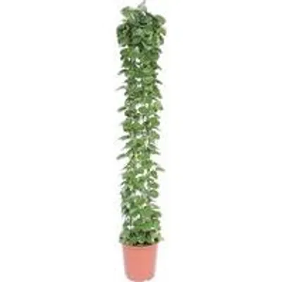Produktbild von Famanu Cissus rotundifolia Pflanze - 160 cm - ø27