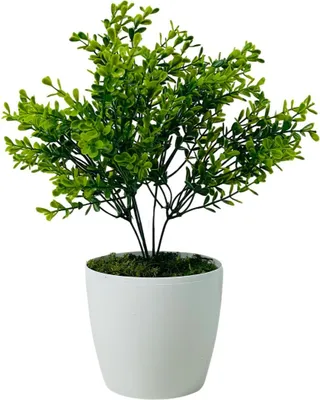 Produktbild von Topfblume - Grüner Buchsbaum 30 cm