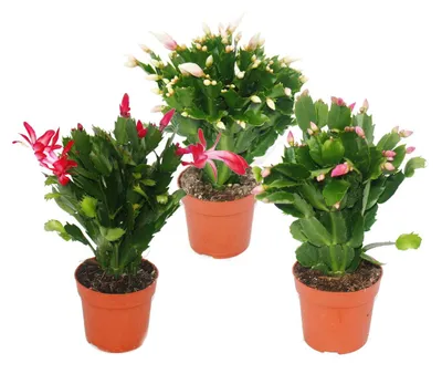 Produktbild von Weihnachtskaktus – Schlumbergera – 3er-Set