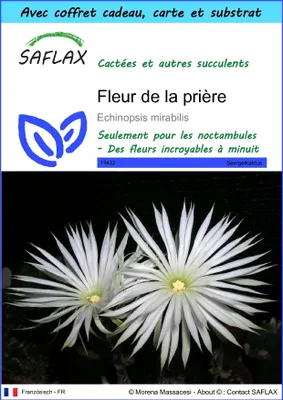 Image de SAFLAX Ensemble-cadeau - Fleur de la prière - 40 graines - Echinopsis