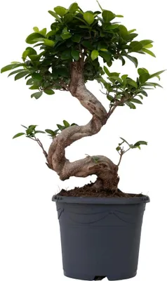 Zdjęcie produktu dla Bonsai - Ficus microcarpa 'ginseng' - Wysokość 55-65cm - ⌀20cm