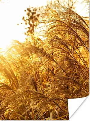 Produktbild von MuchoWow® Poster Pampasgras - Sonne - Gras 90x120 cm - Wohnzimmer