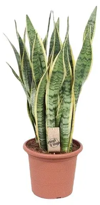 Produktbild von Gardners Sansevieria trifasciata Laurentii, Durchmesser 25 cm