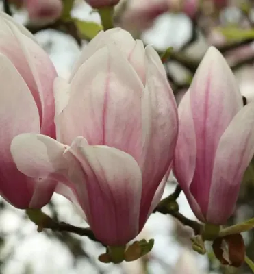 Produktbild von Magnolien ´RED HEART´ 80-90 cm, Cont. 4,5 l