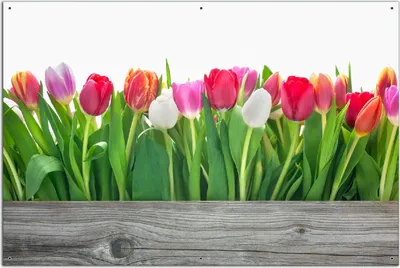 Produktbild von Wallario Outdoor-Poster für Garten oder Balkon, Motiv Rote  weiße und pinke Tulpen im Frühling, in ca. 61 x 91,50 cm