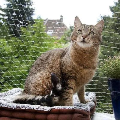 Produktbild von Katzennetz 6 x 3 m - bohrfreies Fenster - transparent - Katzenschutznetz - Balkon- und Fensterabsicherung.