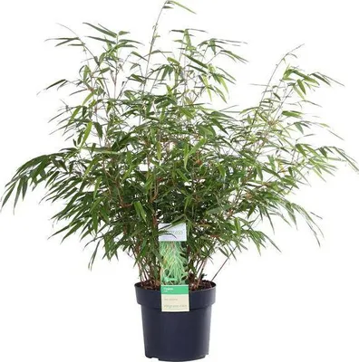 Zdjęcie produktu dla Bambus parasolowy Fargesia rufa - zwarty, mrozoodporny bambus, srednica 19cm