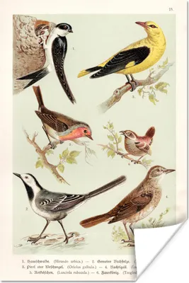 Produktbild von MuchoWow® Poster Vogel - Vintage - Zeichnung 40x60 cm - Plakate für die Wand - Poster Babyzimmer