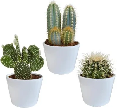 Image de Assortiment de plantes succulentes et de cactus (3 plantes, Ø10,5cm) - lot de