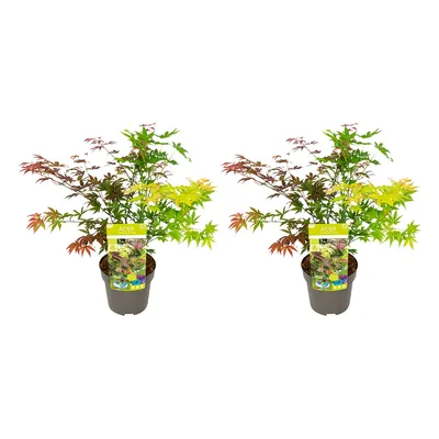 Produktbild von Bloomique - 2er-Set - Acer Palmatum 'Festival' - Japanischer Ahorn - 3 farbige Blätter in 1 Pflanze - Gartenpflanzen - Winterhart - ⌀19 cm - 60-70 cm