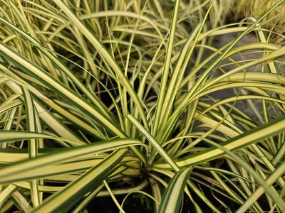 Obrázek produktu pro Carex oshimensis 'Evergold' 24 rostlin, 10–25 cm, průměr 9 cm, mrazuvzdorná okrasná tráva, dekorace