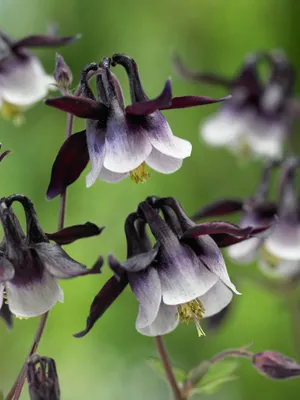 Produktbild von Aquilegia vulgaris 'William Guiness', Akelei, zweifarbig, ca. 9x9 cm Topf