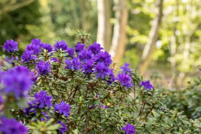 Produktbild von Rhododendron impeditum 'Azurika', blauviolett, 20–25 cm